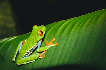 Arenal Volcano - Monteverde Cloud Forest 