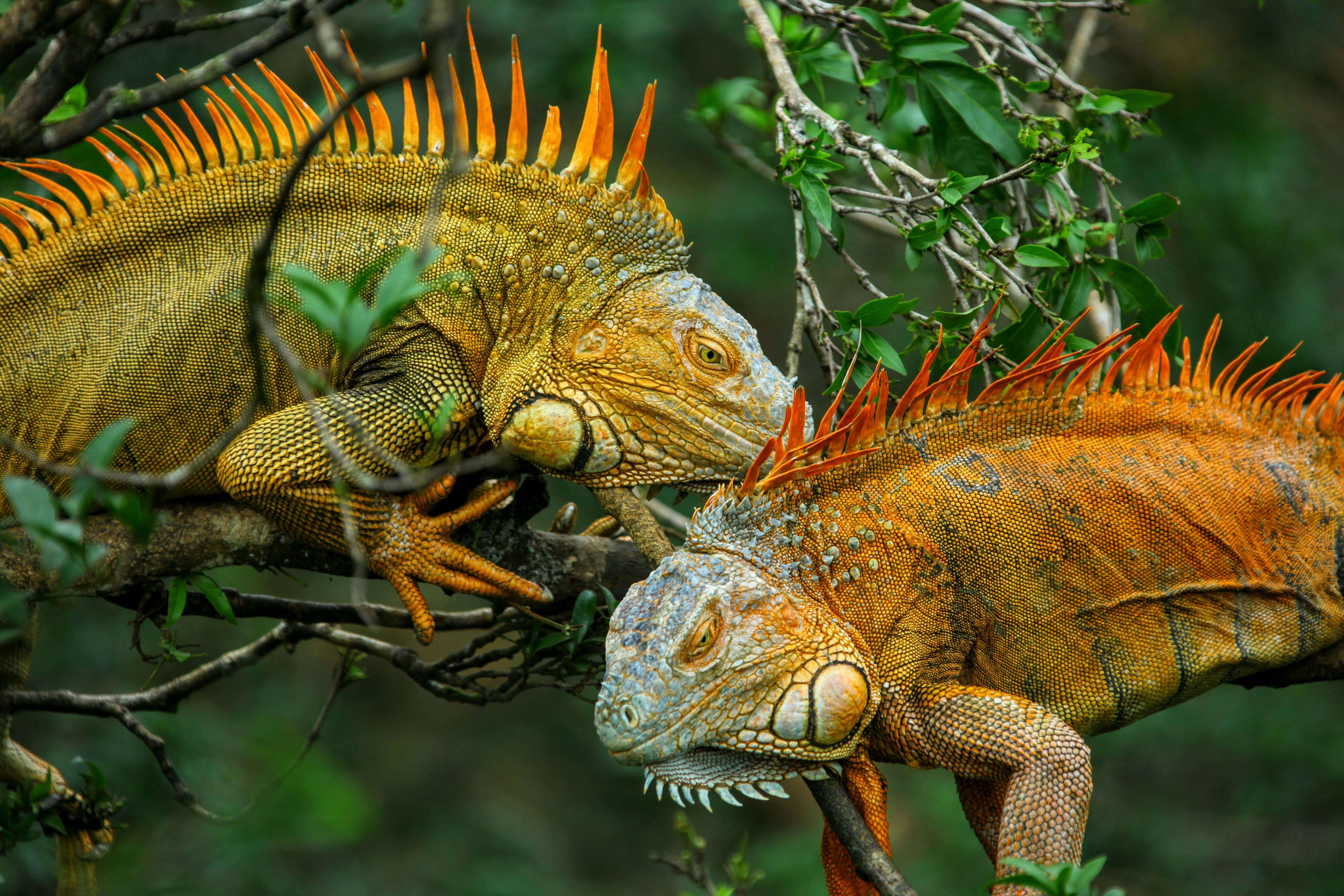 | Rincon de la Vieja 