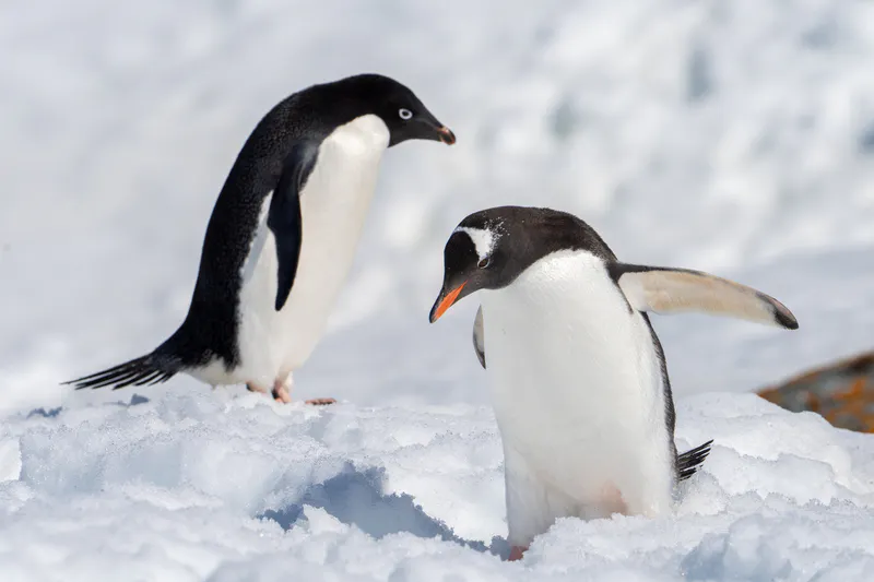 Antarctic Peninsula In Depth image 1