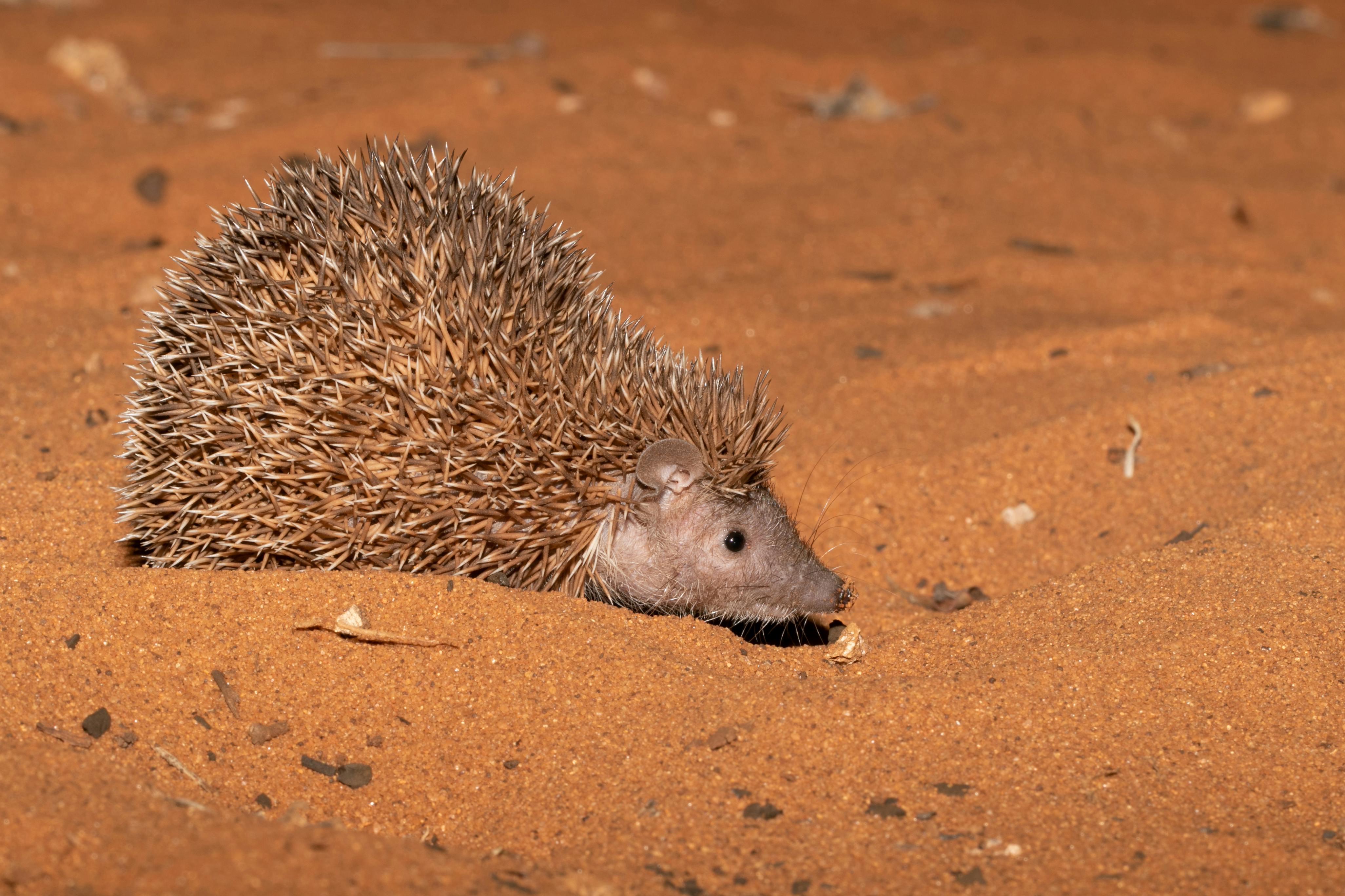 Ifaty Spiny Bush (and beach)
