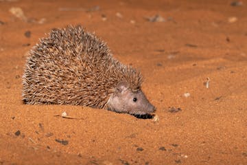Ifaty Spiny Bush (and beach)
