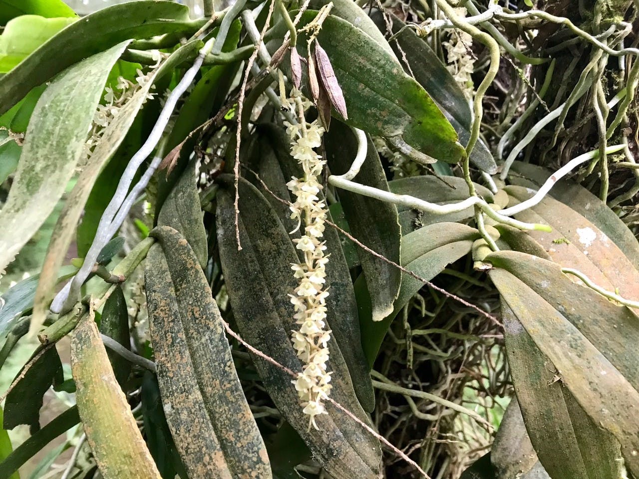 Obô Natural Park Biodiversity Trail & Lagoa Amelia 5