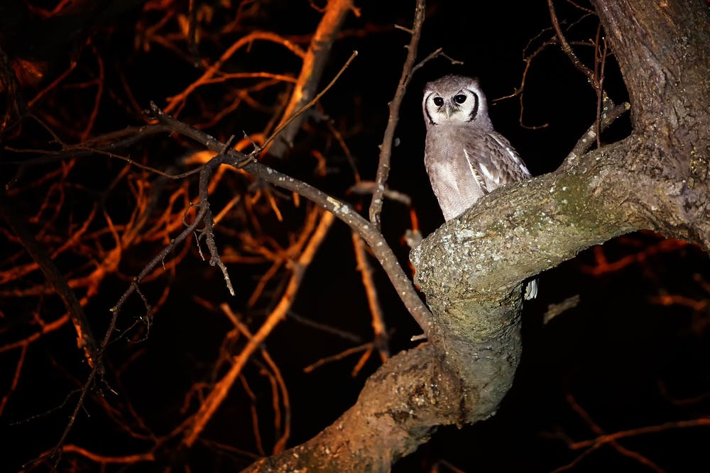 | Mababe, Okavango Delta