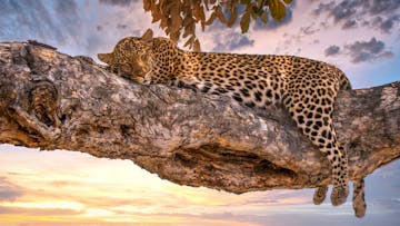 | Savuti Marsh, Chobe National Park