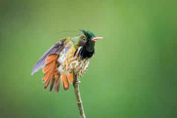 San Gerardo de Dota - Turrialba