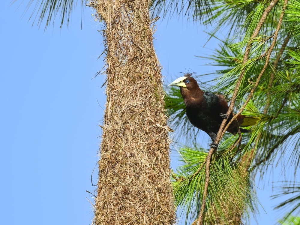 Turrialba - Selva Bananito