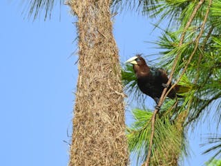 Turrialba - Selva Bananito