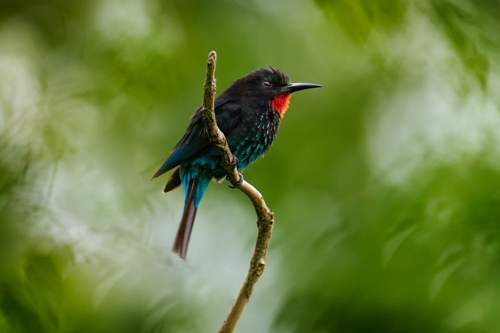 Gola Rainforest National Park