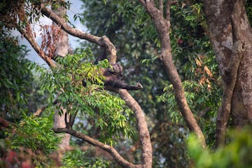 | Tacugama Chimpanzee Rehabilitation Centre