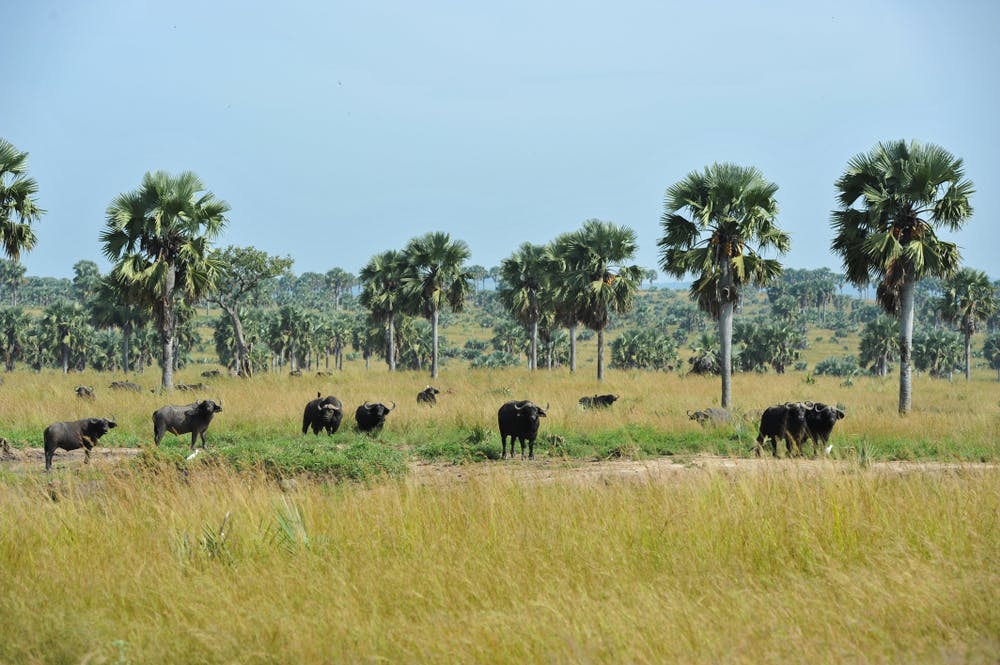 Uganda Small Group Tours