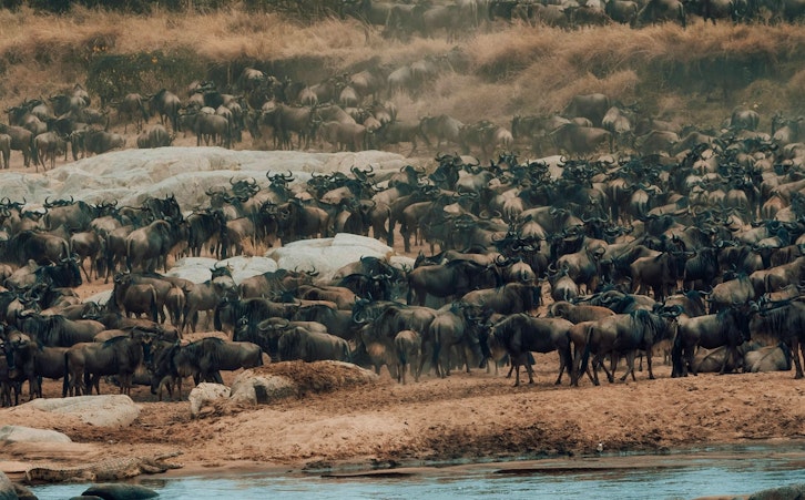 Great Migration in the Serengeti