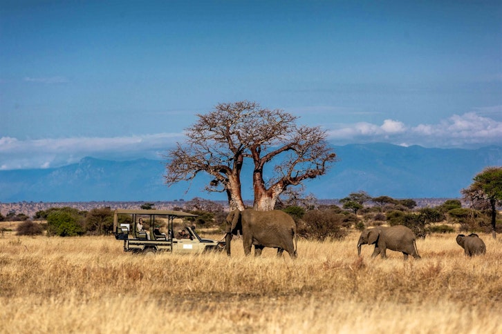 Wildlife Experiences at Nimali Tarangire