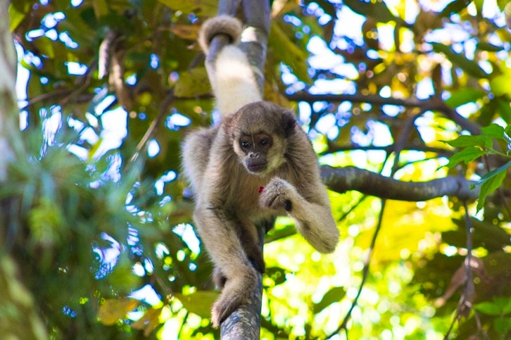 Muriqui House Experience, Ibiti Project, Minas Gerais, Brazil