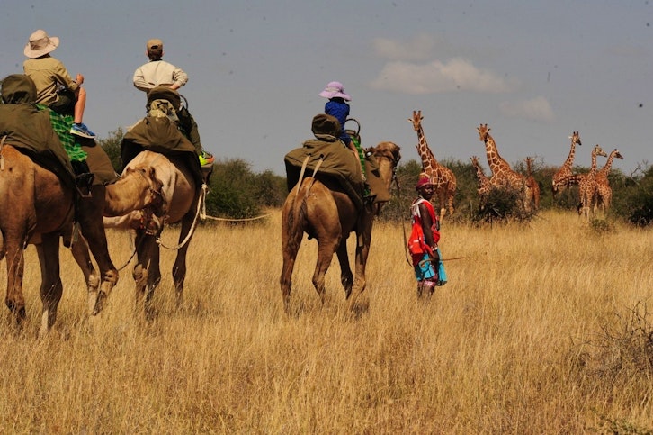 Camel Safari, Giraffe, Karisia Classic Walking Camp, Laikipia, Kenya