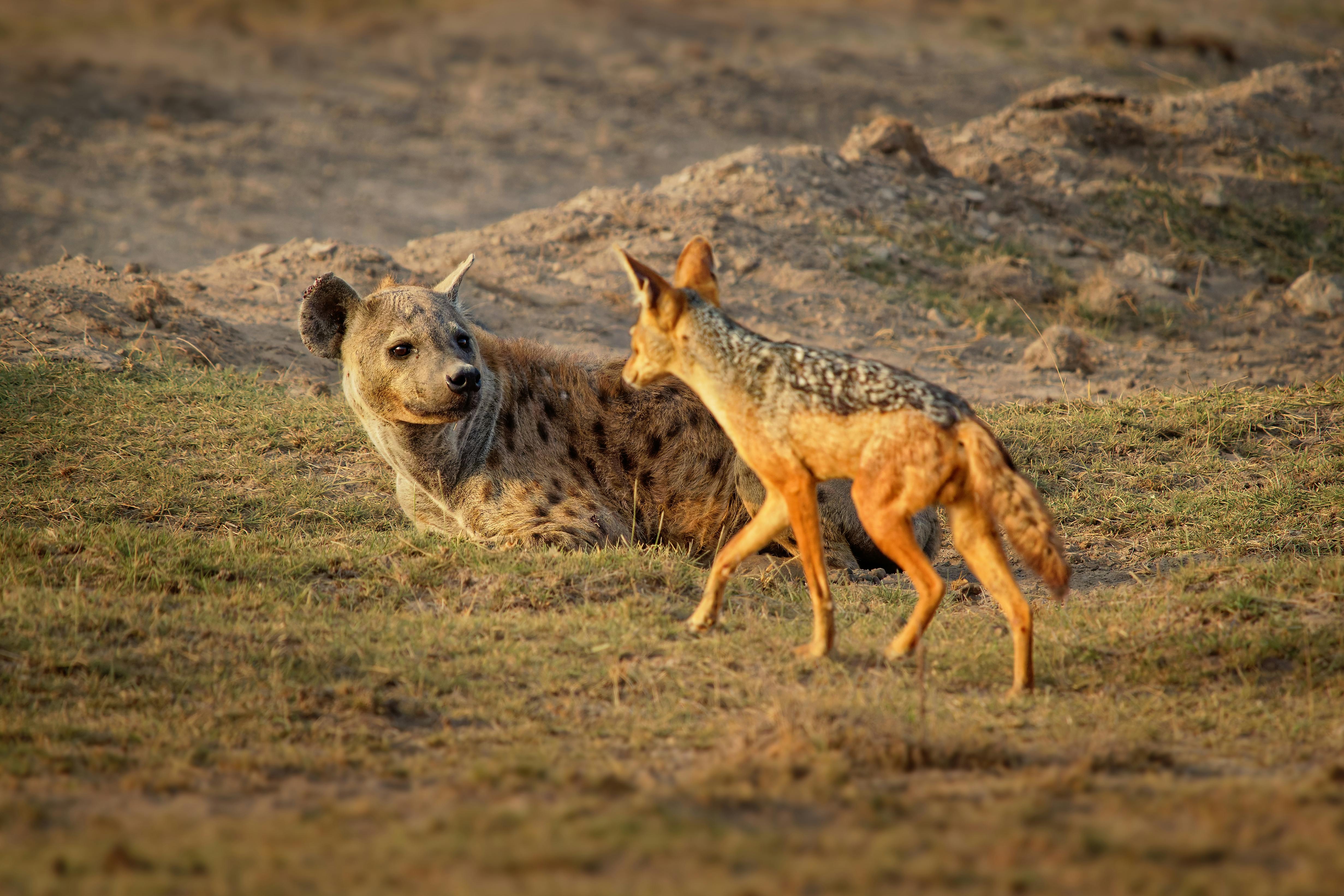 Masai Mara - Nairobi Wilson Airport (flight) 