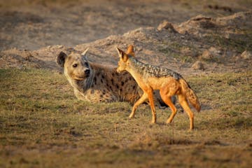 Masai Mara - Nairobi Wilson Airport (flight) 