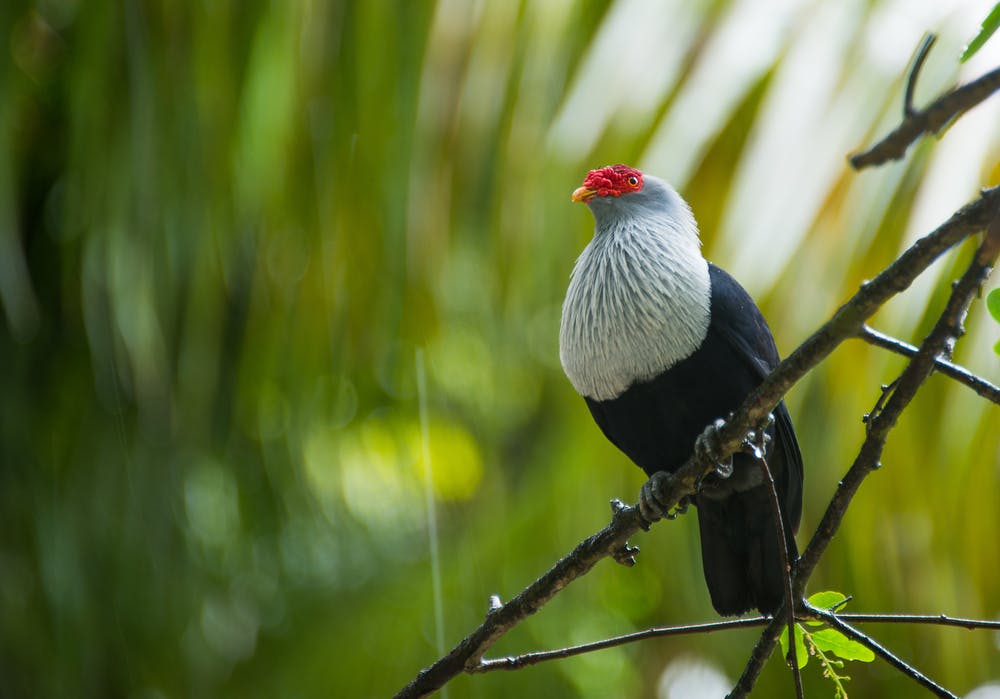 Kenya - Seychelles (flight)