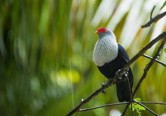 Kenya - Seychelles (flight)