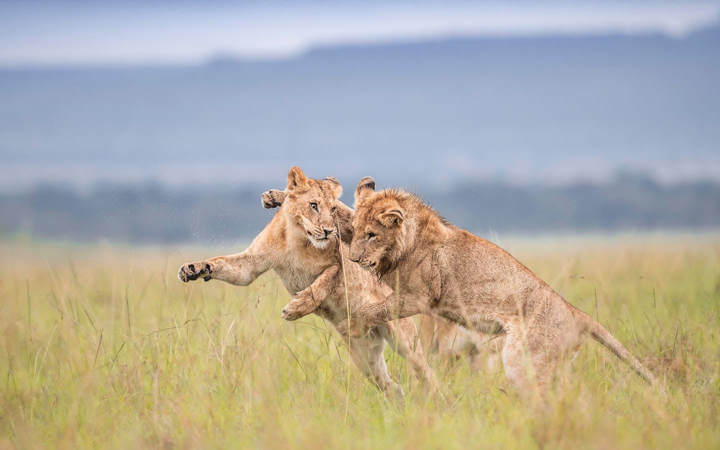 Wildlife bonanza in the Mara