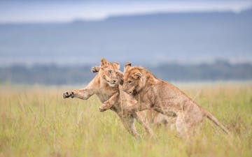 Wildlife bonanza in the Mara