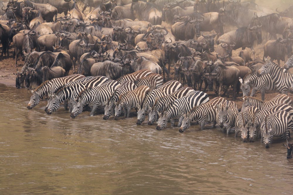 Final day in the Masai Mara