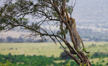 Early morning bush walk this mornin...