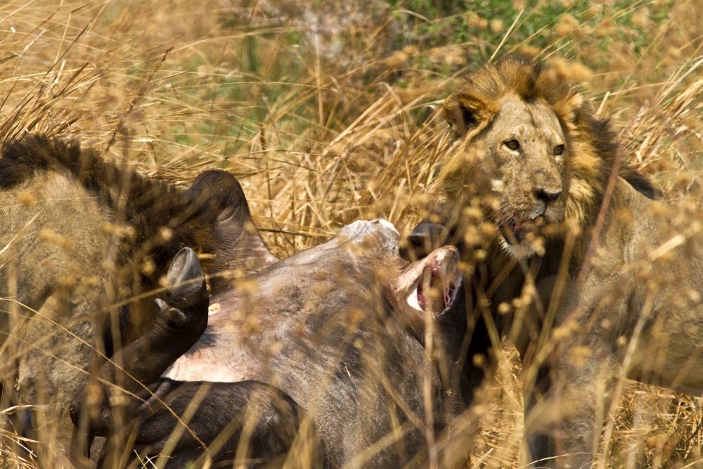 Katavi National Park 