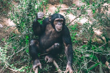 Mahale National Park 