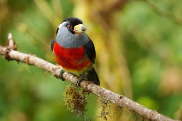 Mashpi Cloud Forest - Quito