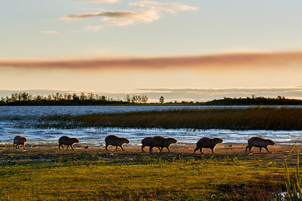 Iberá Wetlands