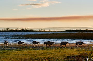 Iberá Wetlands