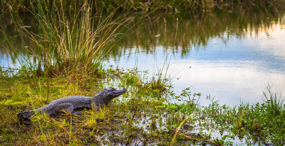 Peninsula Valdes - Iberá Wetlands