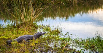 Peninsula Valdes - Iberá Wetlands