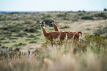 Buenos Aires - Peninsula Valdes