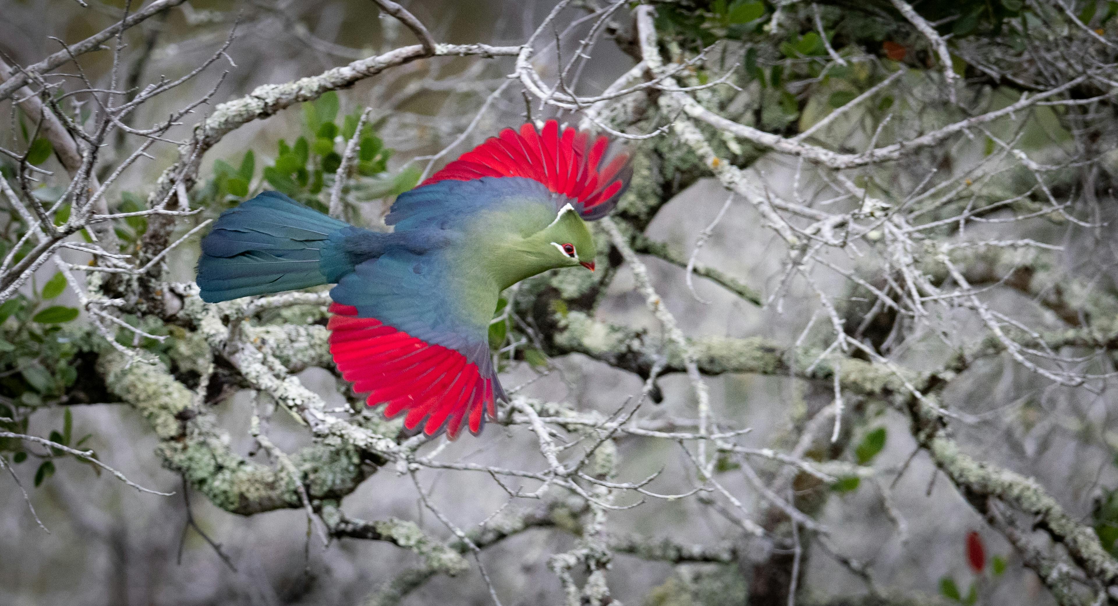 | Plettenberg Bay – Kynsna