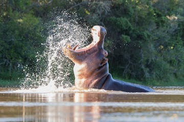 Pumba Private Game Reserve