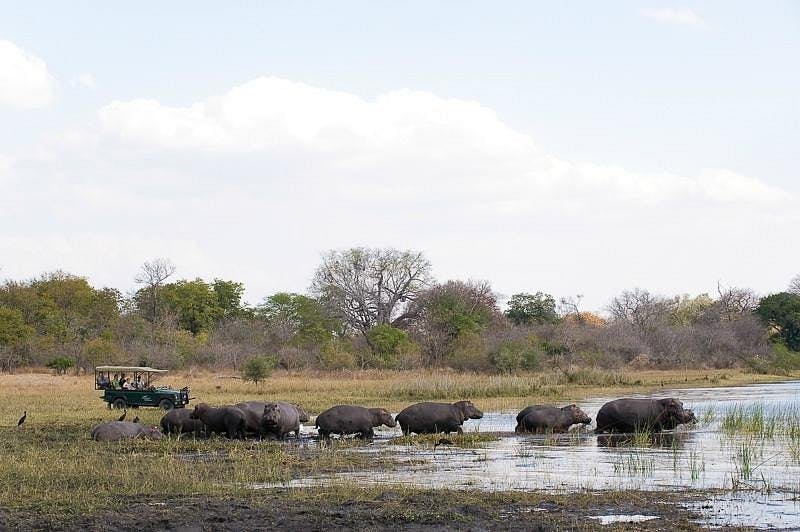 Game Drives in Liwonde National Park 