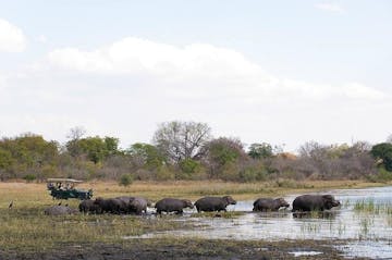 Game Drives in Liwonde National Park 