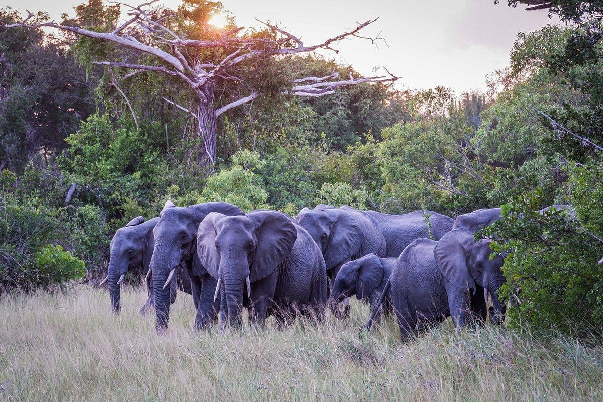 Tanzania Coast Explorer image 1