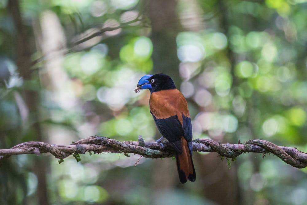 Marojejy - walking: Camp Mantella - Camp Marojejia