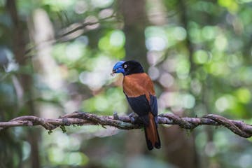 Marojejy - walking: Camp Mantella - Camp Marojejia