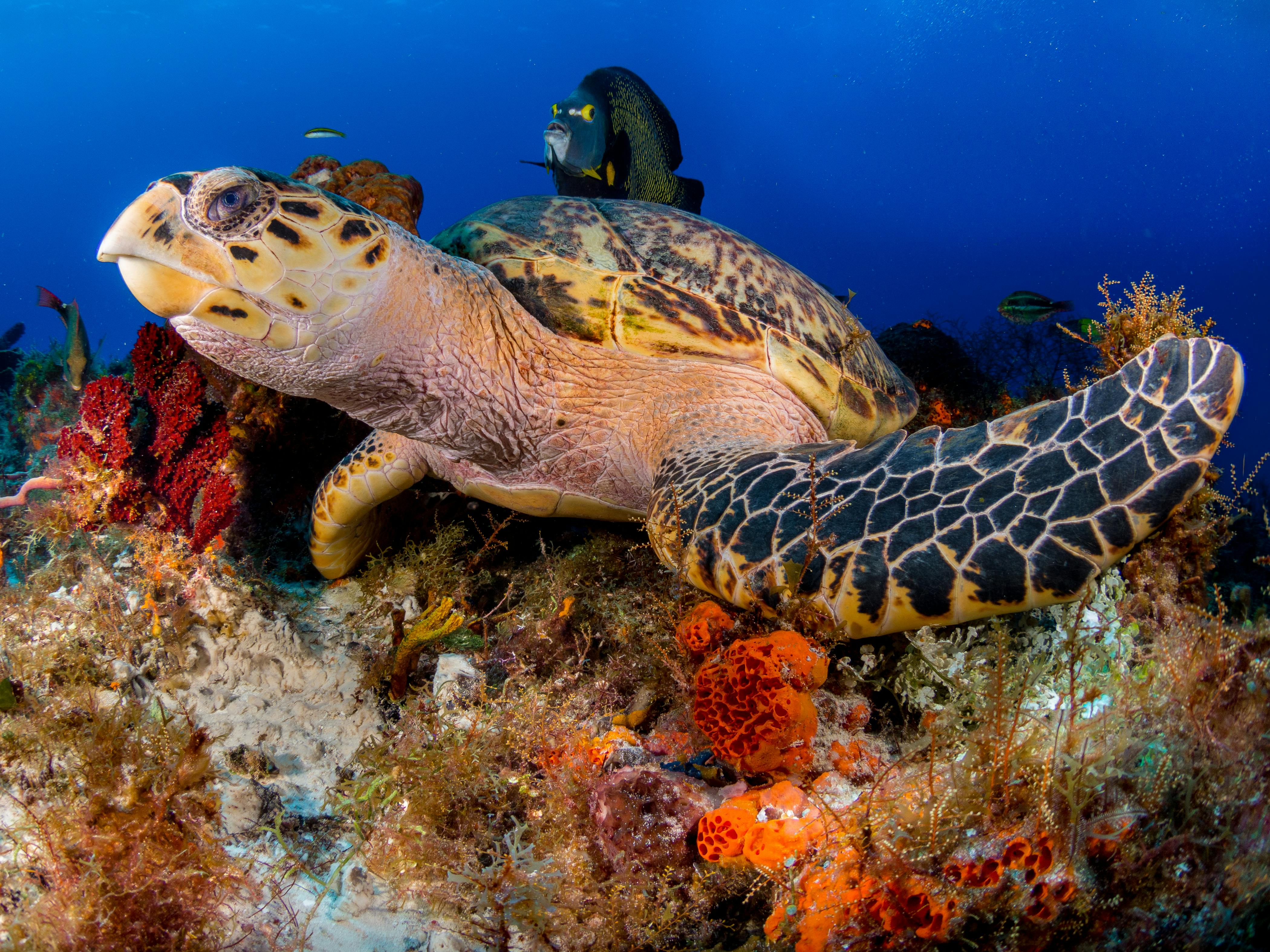 Best Places to Snorkel in Belize