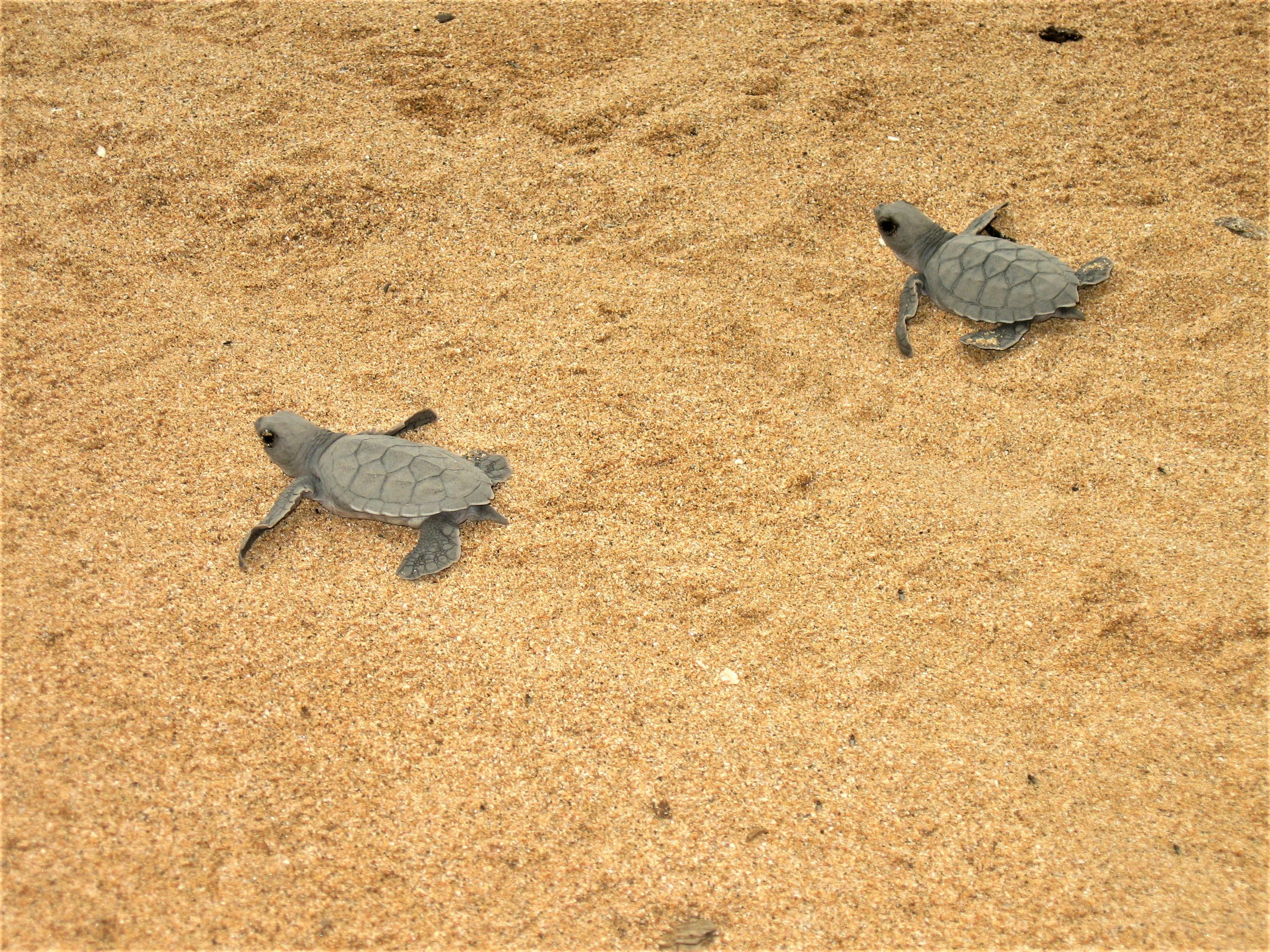 5 Things to Do in São Tomé and Príncipe