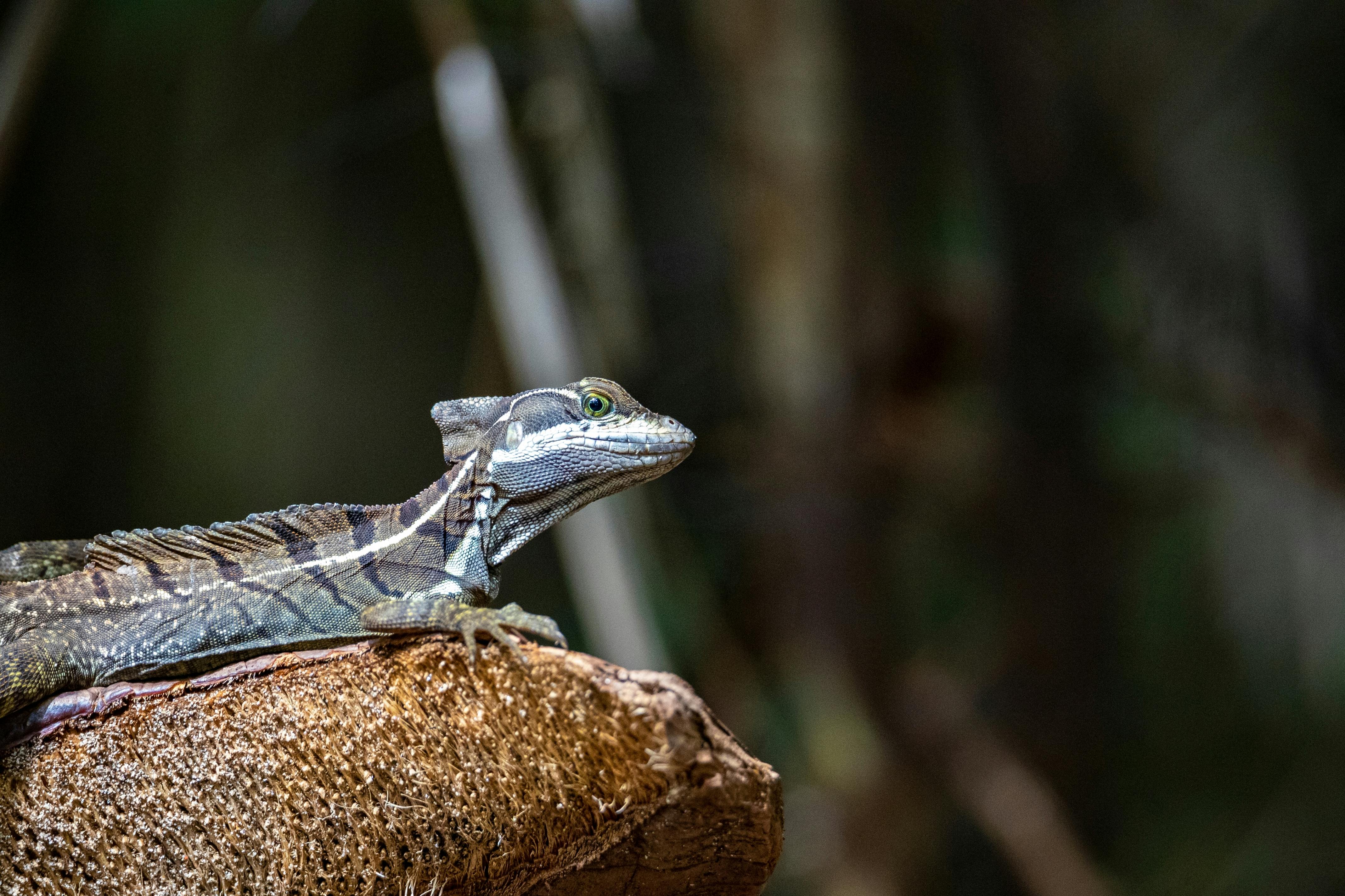 15 - Uvita - San Jose