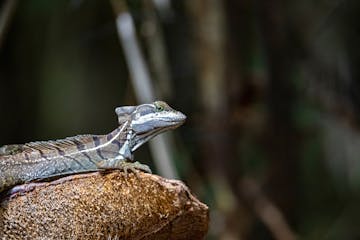 15 - Uvita - San Jose