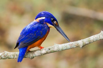 Tiwai Island Wildlife Sanctuary