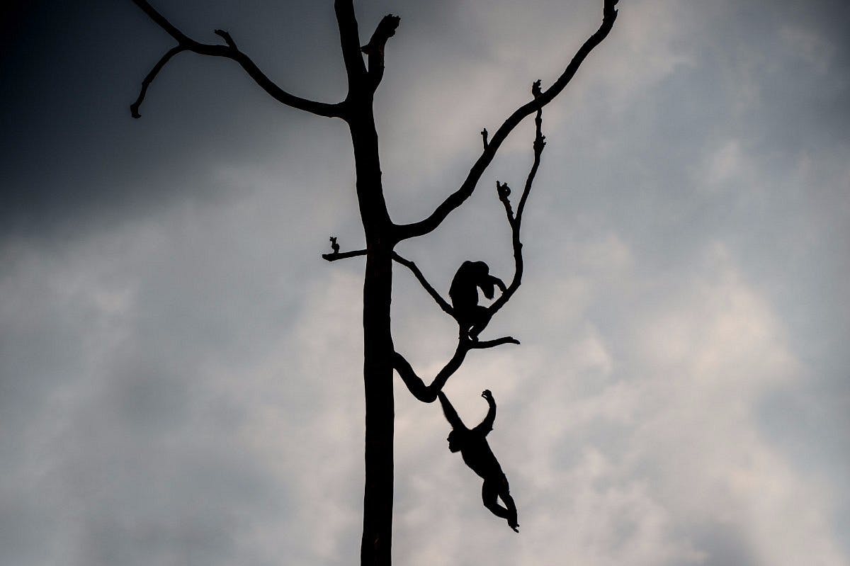 Freetown Historical Tour with Tacugama 