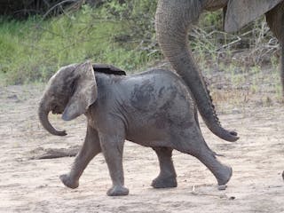  Nyerere / Selous Game Reserve