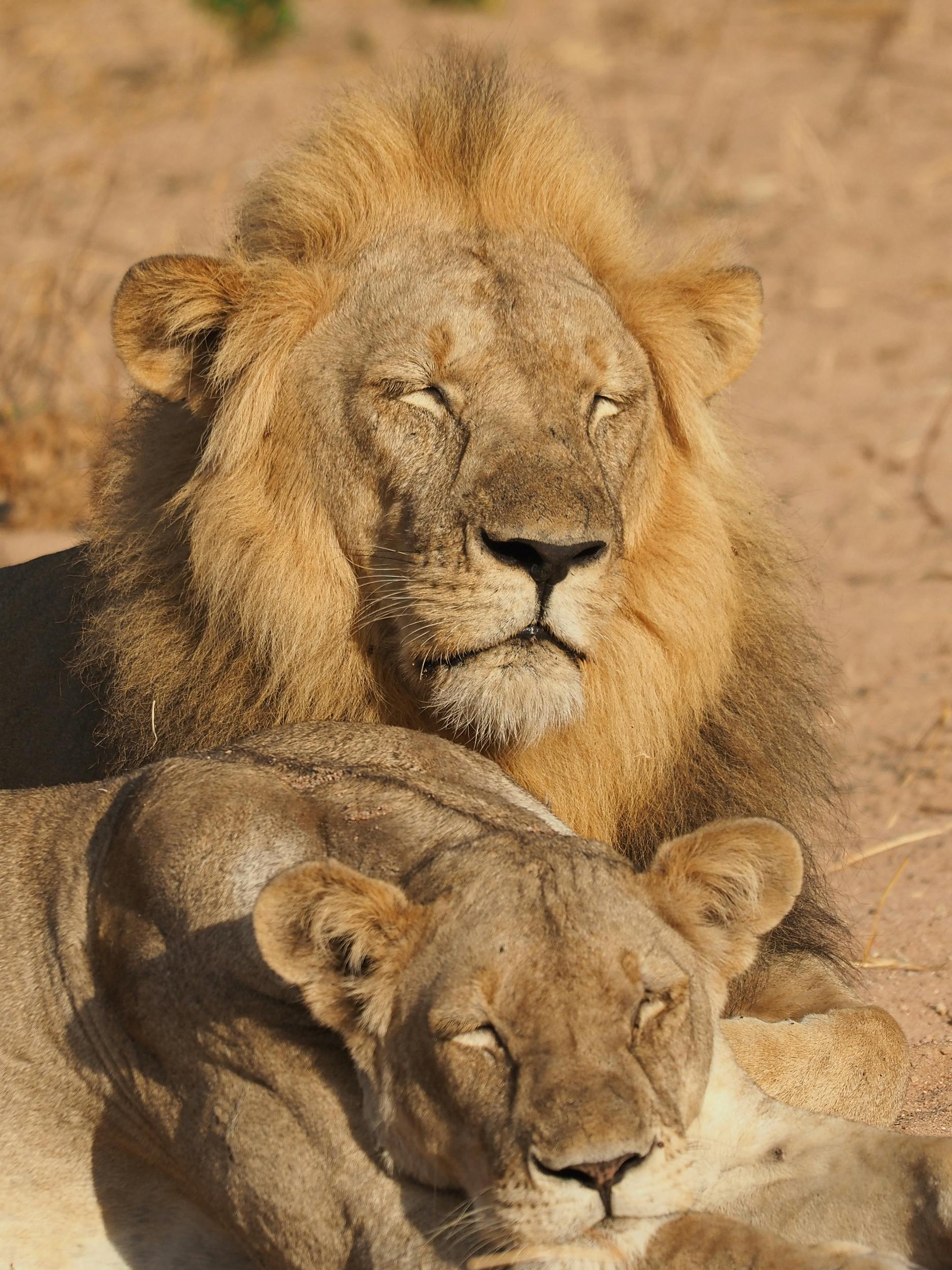 Ruaha National Park 