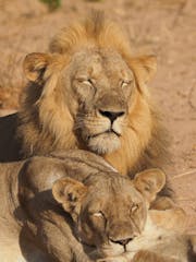 Ruaha National Park 